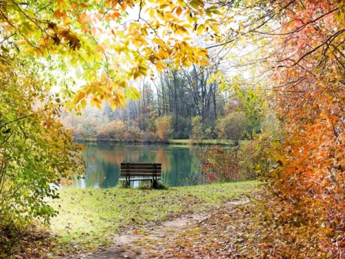 banc au bord d'un lac dans une forêt en automne
