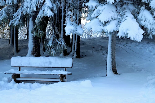 banc sous un arbre dans un paysage enneigé