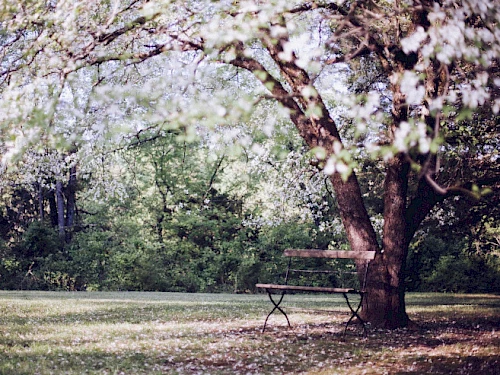 banc sous un arbre en fleur