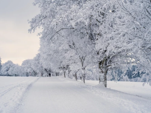 chemin enneigé bordé d'arbres